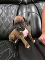 Ollie, a male Boxer for sale in Camdenton, MO – 6 of 10