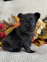 FLUFFY GABBY, a female French Bulldog for sale in Camdenton, MO – 5 of 8