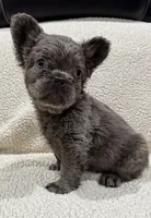 REDUCED💲FLUFFY RENO, a male French Bulldog for sale in Osage Beach, MO – 4 of 10