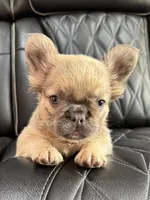  REDUCED PRICE FLUFFY FLUFFY MIA , a female French Bulldog for sale in Camdenton, MO – 1 of 10