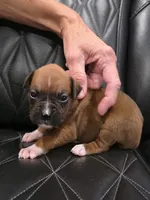 Daisy, a female Boxer for sale in Camdenton, MO – 2 of 8
