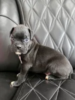 Milo, a male Boxer for sale in Camdenton, MO – 9 of 10