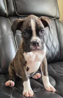 Marlee- full akc, a female Boxer for sale in Camdenton, MO – 2 of 10