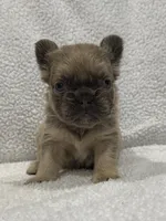 FLUFFY FLUFFY MIA, a female French Bulldog for sale in Camdenton, MO – 7 of 10