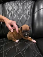 Daisy, a female Boxer for sale in Camdenton, MO – 4 of 8