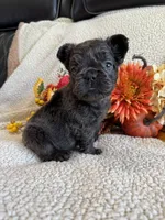 FLUFFY GABBY, a female French Bulldog for sale in Camdenton, MO – 8 of 8