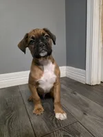 Maverick , a male French Bulldog and Boxer for sale in Camdenton, MO – 9 of 10