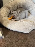 REDUCED VELVET BIG ROPE WRINKLES, a male French Bulldog for sale in Osage Beach, MO – 4 of 10