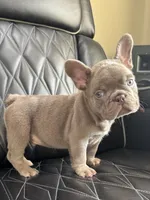 Dozer , a male French Bulldog for sale in Camdenton, MO – 8 of 10