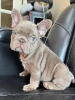 Dozer , a male French Bulldog for sale in Camdenton, MO – 7 of 10