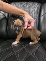 Remi, a male Boxer for sale in Camdenton, MO – 2 of 9