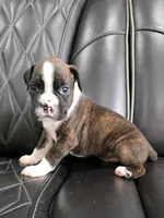 Stella, a female Boxer for sale in Camdenton, MO – 2 of 10