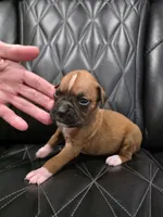 Sassy, a female Boxer for sale in Camdenton, MO – 3 of 8