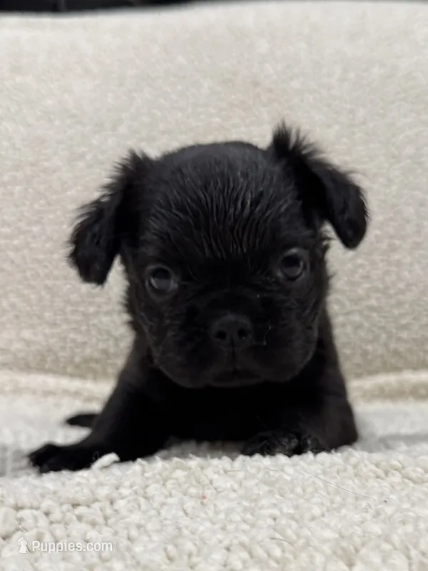 REDUCED💲FLUFFY MARLEE – French Bulldog puppy for sale in Osage Beach, MO
