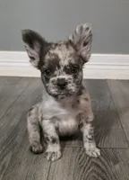 Fluffy Emma, a female French Bulldog for sale in Camdenton, MO – 9 of 10