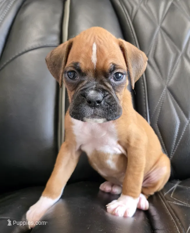 Sassy- full akc – Boxer puppy for sale in Camdenton, MO