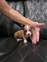 Brynlee, a female Boxer for sale in Camdenton, MO – 5 of 8