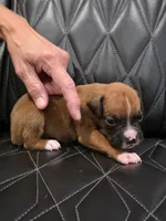 Bella, a female Boxer for sale in Camdenton, MO – 2 of 8