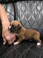 Roxy, a female Boxer for sale in Camdenton, MO – 6 of 8