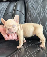 REDUCED VELVET PEACHES, a female French Bulldog for sale in Camdenton, MO – 8 of 9