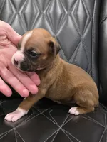 Diva, a female Boxer for sale in Camdenton, MO – 3 of 9