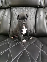 Milo, a male Boxer for sale in Camdenton, MO – 5 of 10