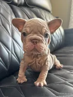 REDUCED VELVET BIG ROPE WRINKLES, a male French Bulldog for sale in Camdenton, MO – 8 of 8