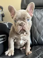 Dozer , a male French Bulldog for sale in Camdenton, MO – 6 of 10