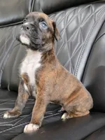 Bruno, a male Boxer for sale in Camdenton, MO – 5 of 10