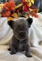 FLUFFY MOOCHY, a male French Bulldog for sale in Camdenton, MO – 6 of 8