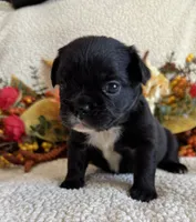 FLUFFY MIDNIGHT, a female French Bulldog for sale in Camdenton, MO – 3 of 7