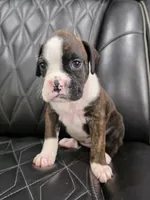Marlee, a female Boxer for sale in Camdenton, MO – 2 of 9