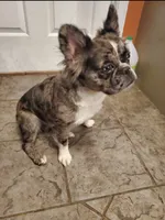Camilla , a female French Bulldog for sale in Camdenton, MO – 4 of 4