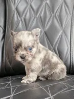 Fluffy Emma, a female French Bulldog for sale in Camdenton, MO – 2 of 9