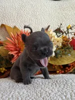 BRYNLEE, a female French Bulldog for sale in Camdenton, MO – 3 of 8