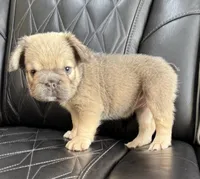 REDUCED PRICE FLUFFY BIG ROPE MAUI , a female French Bulldog for sale in Camdenton, MO – 2 of 10