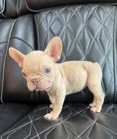 REDUCED VELVET PEACHES, a female French Bulldog for sale in Camdenton, MO – 7 of 9