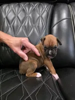 Remi, a male Boxer for sale in Camdenton, MO – 4 of 9