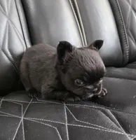 Fluffy Jack, a male French Bulldog for sale in Camdenton, MO – 4 of 10