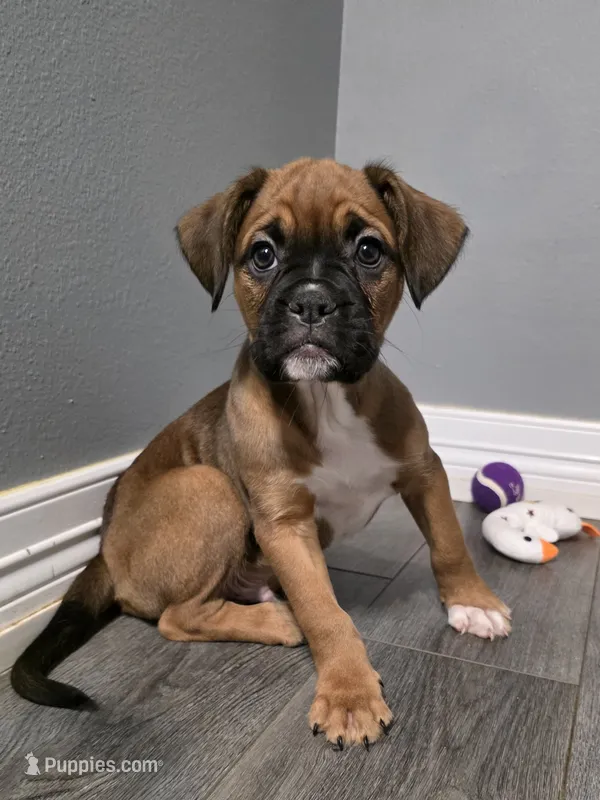 Maverick  – French Bulldog, Boxer puppy for sale in Camdenton, MO