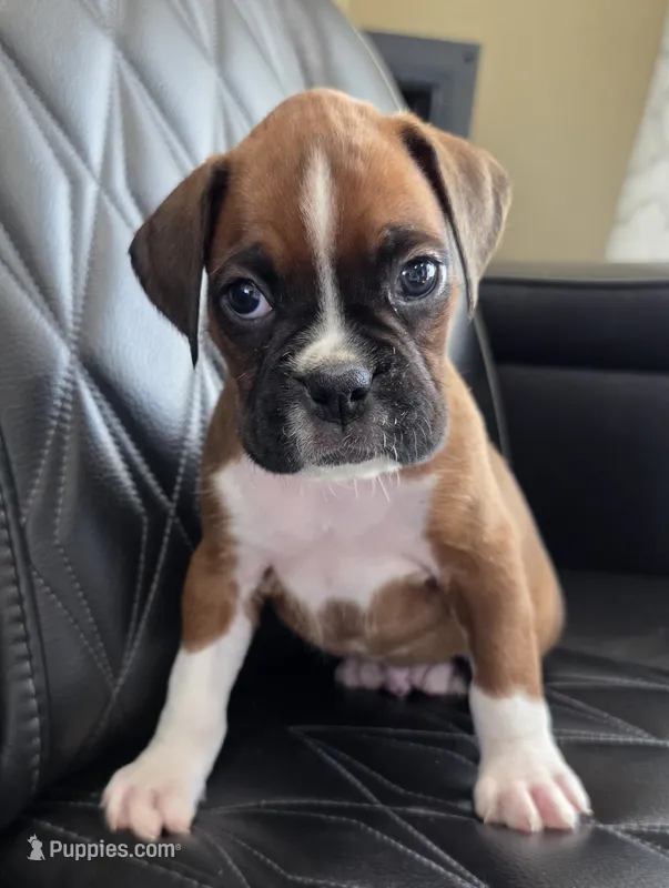 Rocky- full akc  – Boxer puppy for sale in Camdenton, MO