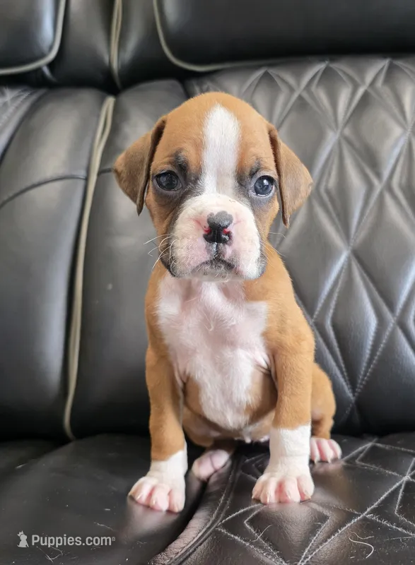 Brynlee- full akc – Boxer puppy for sale in Camdenton, MO