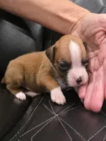 Brynlee, a female Boxer for sale in Camdenton, MO – 2 of 8