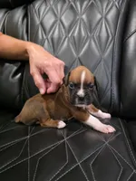 Rocky, a male Boxer for sale in Camdenton, MO – 4 of 10