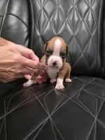 Brynlee, a female Boxer for sale in Camdenton, MO – 4 of 8