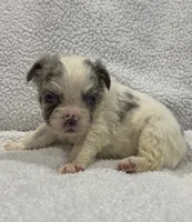 FLUFFY KOI RENO, a male French Bulldog for sale in Camdenton, MO – 6 of 7