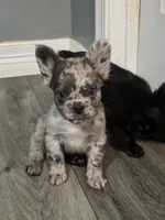 Fluffy Emma, a female French Bulldog for sale in Camdenton, MO – 10 of 10