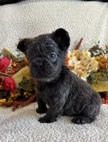 FLUFFY GABBY, a female French Bulldog for sale in Camdenton, MO – 6 of 8