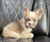 REDUCED PRICE FLUFFY CASHMERE , a female French Bulldog for sale in Camdenton, MO – 1 of 10