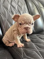 REDUCED VELVET BIG ROPE WRINKLES, a male French Bulldog for sale in Camdenton, MO – 3 of 8
